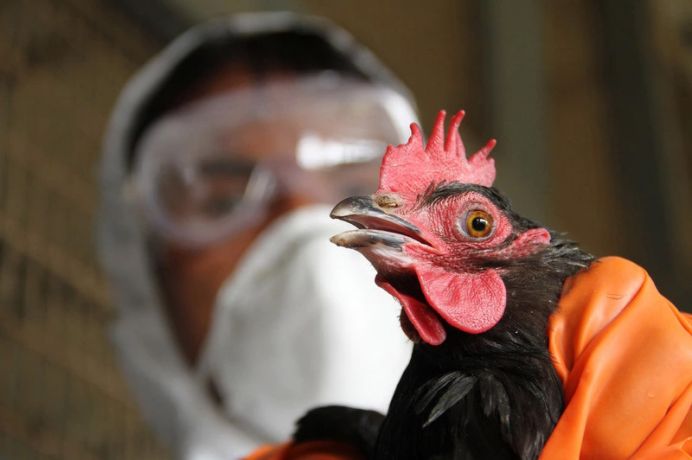 11,000 Birds Killed As Bird flu Resurfaces In Plateau State bird flu OkayNG - 11,000 Birds Killed As Bird flu Resurfaces In Plateau State