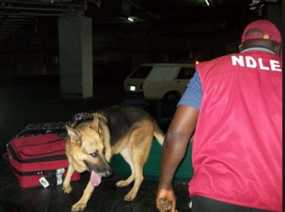 NDLEA Arrests 59-year-old Man with 25kg of Ephedrine at Kano Airport NDLEA operative e1460031325809 - NDLEA Arrests 59-year-old Man with 25kg of Ephedrine at Kano Airport